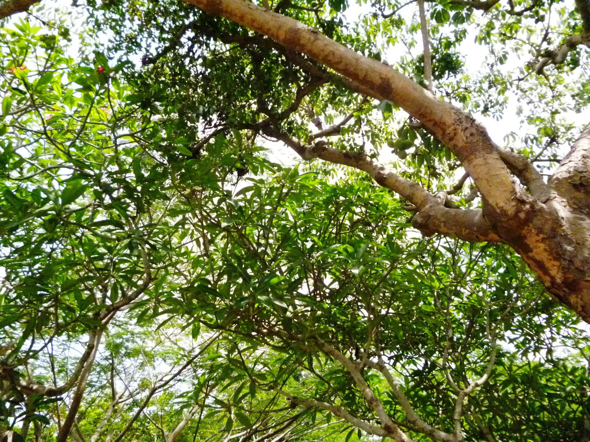 Chùa Lộc Uyển